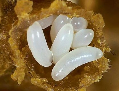 Bentuk Telur Yang Sering Tersembunyi